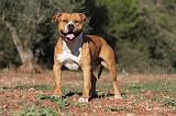 AMSTAFF ADULT 138